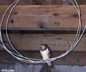 Perchoir pour Hirondelles rustiques (Hirundo rustica)