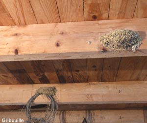 Nids d'Hirondelles rustiques (Hirundo rustica)