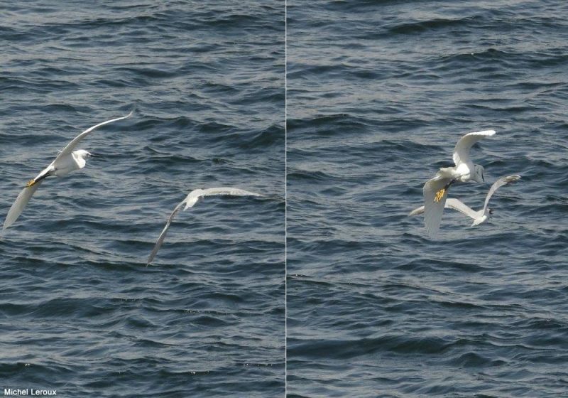 Des Aigrettes garzettes volent avec succès les poissons pêchés par des Sternes hansels dans le Nil (Égypte)