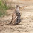 Spectaculaire capture d’un Coucou geai par un Épervier d’Europe en Camargue (Bouches-du-Rhône) en avril 2022