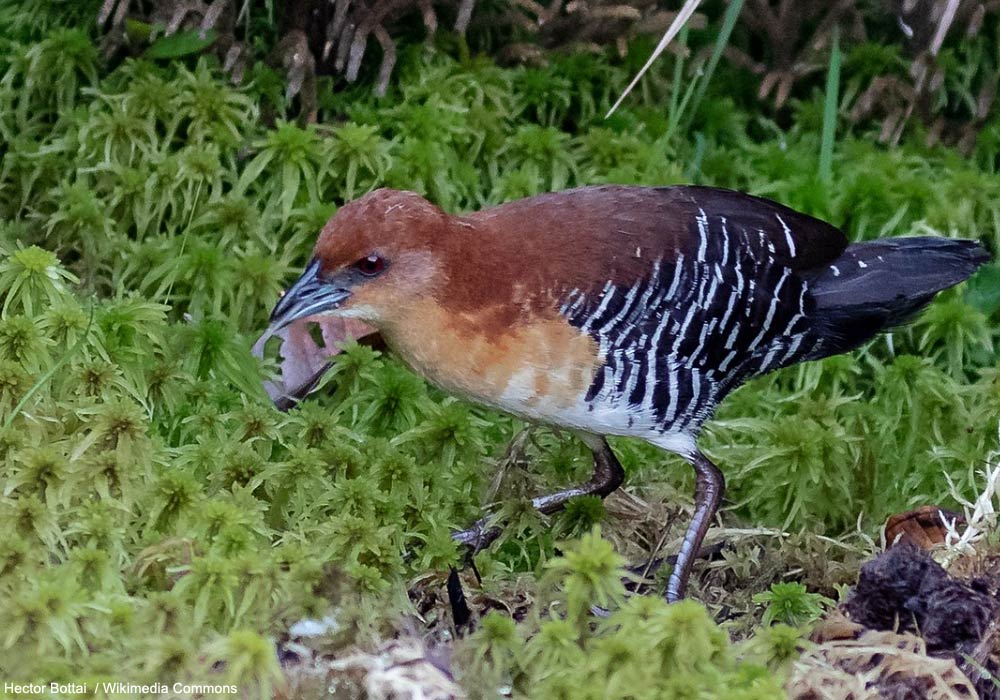 Râle de Conover (Laterallus xenopterus)