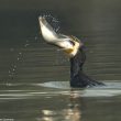 Une balise posée sur une morue a été retrouvée dans une pelote de réjection d’un Grand Cormoran