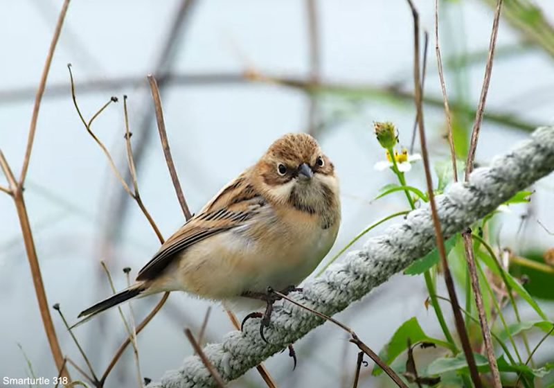 Découverte de la nidification du Bruant de Pallas sur l’île de Sakhaline (Russie)