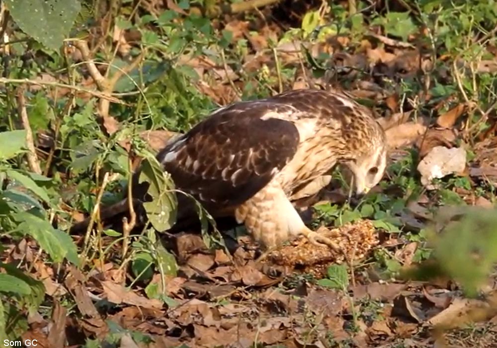 Bondrée orientale (Pernis ptilorhynchus)