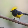 La Mésange sultane, une mésange originale à plus d’un titre