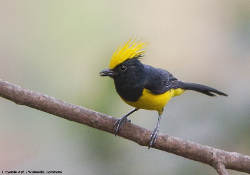 La Mésange sultane, une mésange originale à plus d’un titre