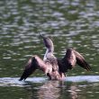 Plongeon catmarin en Eure-et-Loir