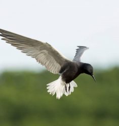 Sortie ornithologique guidée dans les marais de la Grande Brière