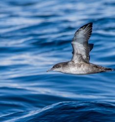 Conférence sur les oiseaux marins du Mor Braz