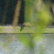 Balbuzard pêcheur sur le lac d’Ayguelongue