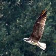 Balbuzard pêcheur sur le lac d’Ayguelongue