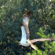 Balbuzard pêcheur mâle sur le lac d’Ayguelongue