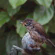 Fauvette mélanocéphale femelle avec du nectar sur les plumes