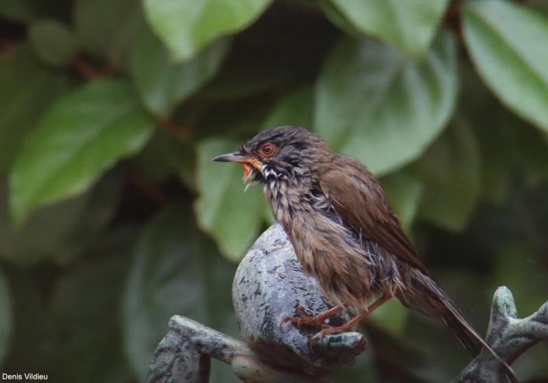 Fauvette mélanocéphale femelle avec du nectar sur les plumes