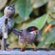 Fauvette mélanocéphale mâle avec du nectar sur les plumes