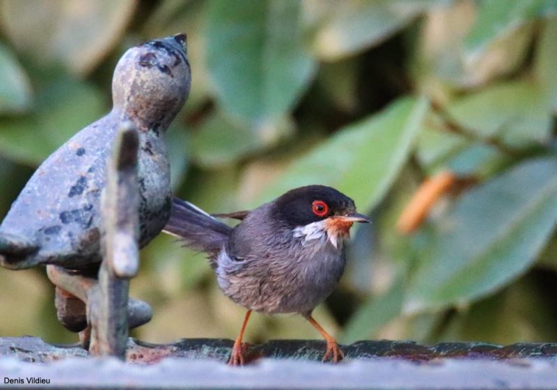 Fauvette mélanocéphale mâle avec du nectar sur les plumes