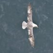 Fulmar boréal au cap Fréhel