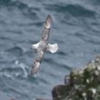 Fulmar boréal au cap Fréhel