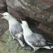 Fulmars boréaux criant