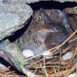 Nidification inhabituelle d’un Petit-ducs scops au sol sous un rocher en Italie