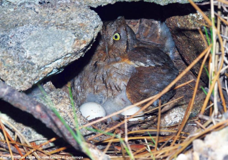 Nidification inhabituelle d’un Petit-ducs scops au sol sous un rocher en Italie