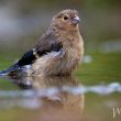 Malgré la grippe aviaire, on peut continuer à donner de l’eau aux oiseaux dans son jardin