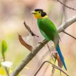 Des Eurylaimes psittacins nichent sur des câbles électriques dans le sud de la Chine