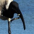 L’Ibis sacré et l’anguille