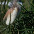 Crabier chevelu en plumage nuptial