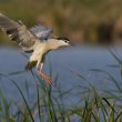 Bihoreau gris en plumage nuptial