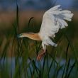 Crabier chevelu dans le delta de l’Èbre