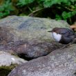 Cincle plongeur dans les Pyrénées