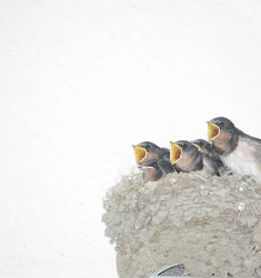 Exposition « Des oiseaux »