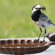 Bergeronnette grise ayant trempé des insectes dans l’eau