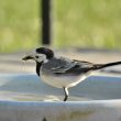 Bergeronnette grise trempant des insectes dans l’eau