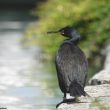 Le séjour prolongé et inhabituel d’un Cormoran huppé le long d’un canal à Reims (Marne) depuis décembre 2019