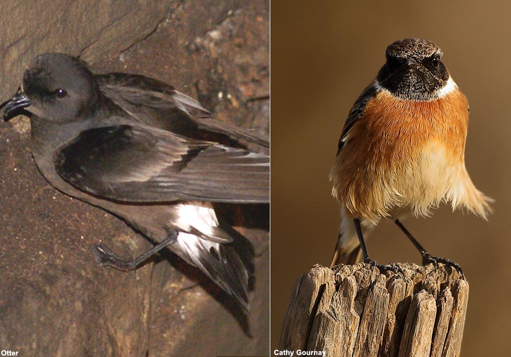 Océanite tempête (Hydrobates pelagicus) et Tarier pâtre (Saxicola rubicola)