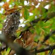 Chouette hulotte en Corrèze