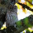 Chouette hulotte en Corrèze