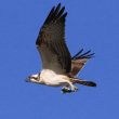 14ème Festival de l’Optique et de l’Oiseau de l’Aquascope de Virelles