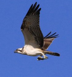 14ème Festival de l’Optique et de l’Oiseau de l’Aquascope de Virelles