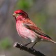 12ème Festival des oiseaux migrateurs de la Côte-Nord au Québec (Canada)