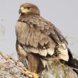 Aigle des steppes juvénile sur la décharge de Bikaner