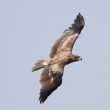 Aigle des steppes juvénile en Inde