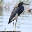 Aigrette tricolore au Mexique