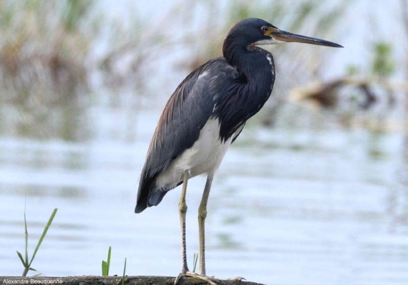 Aigrette tricolore au Mexique