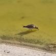 Bécasseau variable dans la fontaine du Palais Royal à Paris !