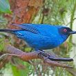 Proposition de reconnaissance d’une nouvelle espèce d’oiseau, le Percefleur inca (Diglossa melanopis)