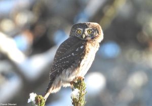 Chevêchette d'Europe (Glaucidium passerinum)