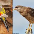 Une cohabitation unique entre des Caracaras chimangos et des Conures de Patagonie en Argentine